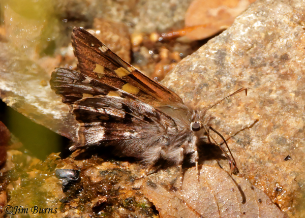 Poling's Giant-Skipper, Arizona --0529